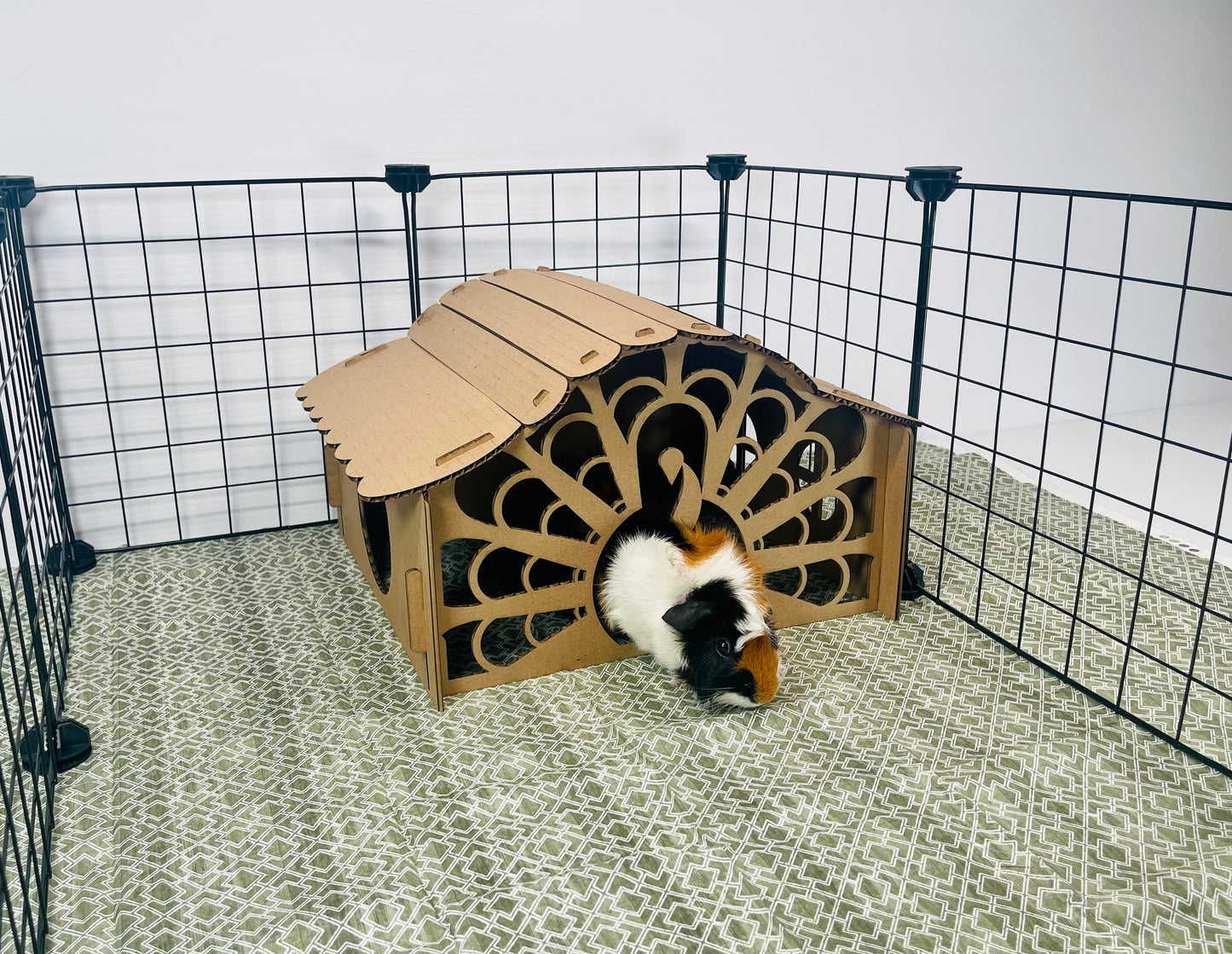 Cardboard Turkey Hidey